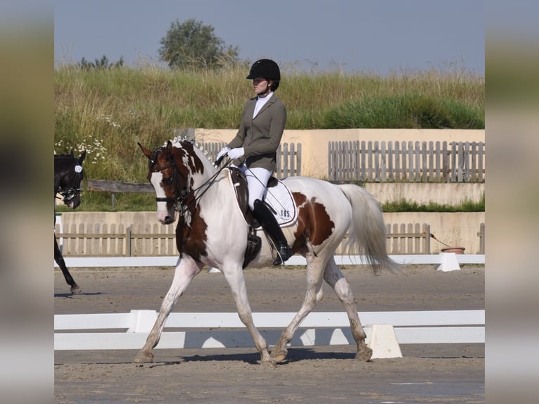 Trakehner Stallion Pinto in Bad Oldesloe