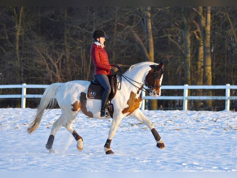 Trakehner Stallion Pinto in Bad Oldesloe