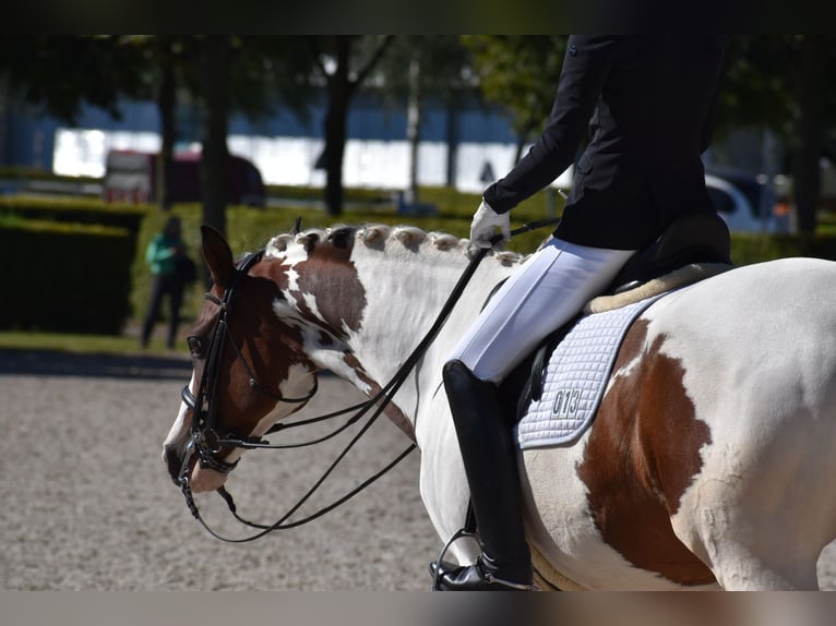 Trakehner Stallion Pinto in Bad Oldesloe