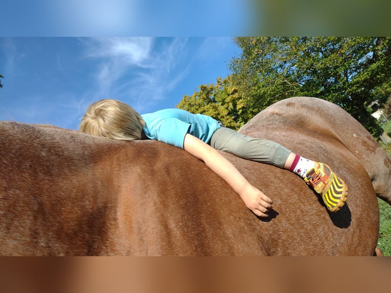 Trakehner Stallion in Steinfeld (Oldenburg)