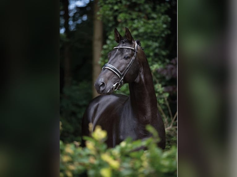 Trakehner Stallion Smoky-Black in Umpfenbach
