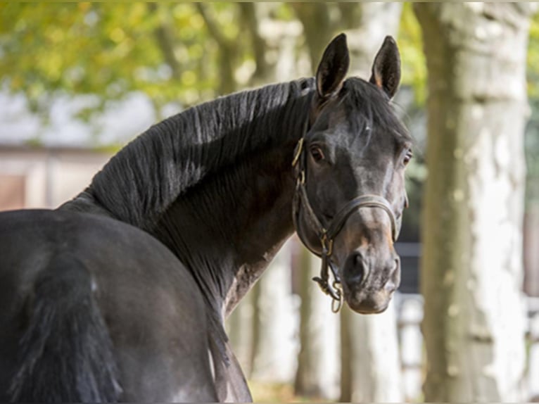 Trakehner Stallion Smoky-Black in Lastrup