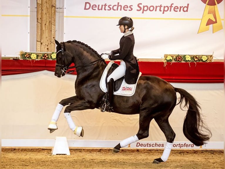 Trakehner Stallion Smoky-Black in Moritzburg