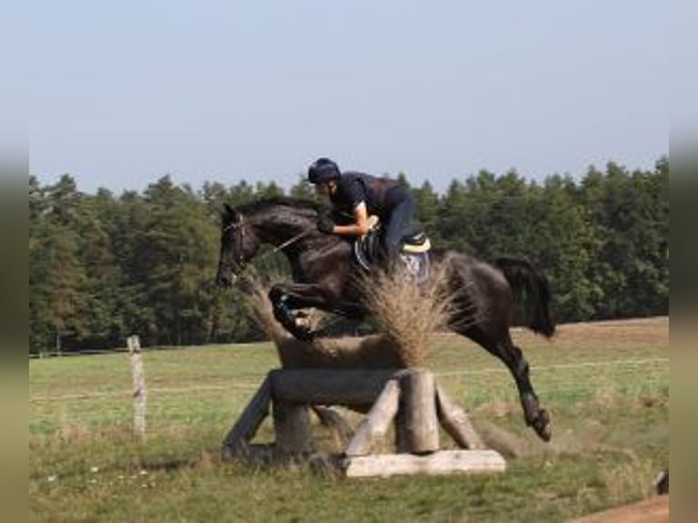 Trakehner Stallone 13 Anni 172 cm Morello in Günzburg