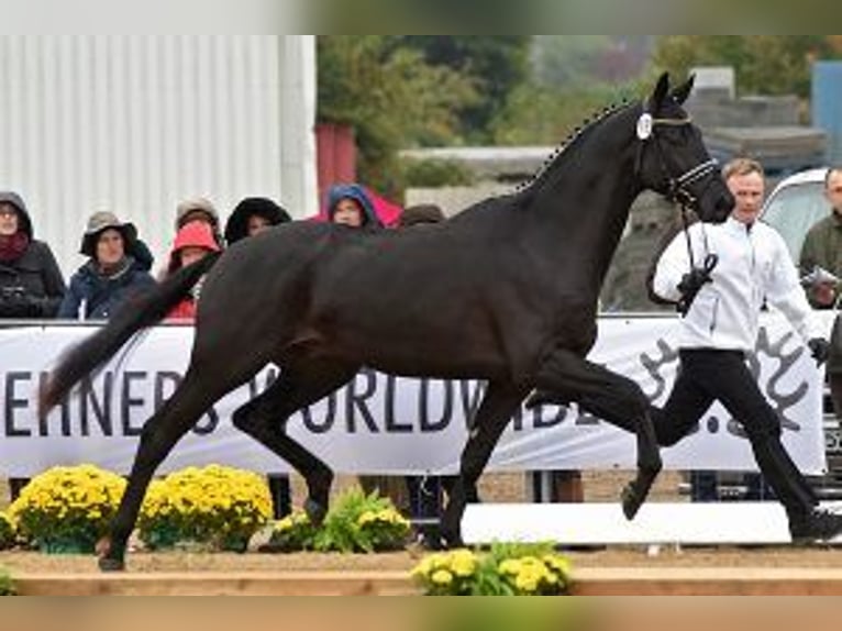Trakehner Stallone 13 Anni 172 cm Morello in Günzburg