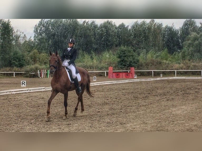 Trakehner Stallone 15 Anni 163 cm Sauro in Oleśnica-Folwark