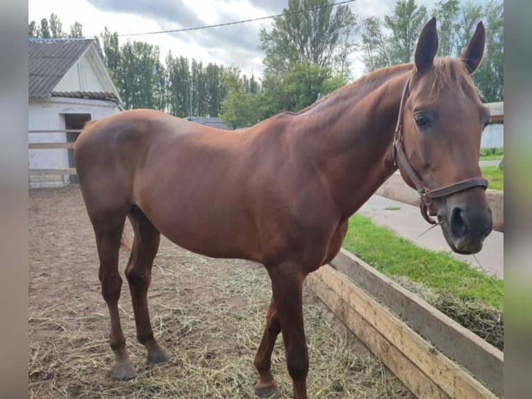 Trakehner Stallone 15 Anni 163 cm Sauro in Oleśnica-Folwark Trakehner Stallone 15 Anni 163 cm Sauro in Oleśnica-Folwark