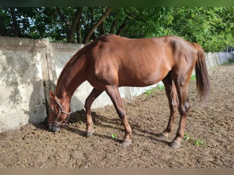 Trakehner Stallone 15 Anni 163 cm Sauro in Oleśnica-Folwark Trakehner Stallone 15 Anni 163 cm Sauro in Oleśnica-Folwark