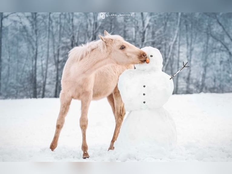 Trakehner Stallone 1 Anno 155 cm Palomino in Wolfhagen