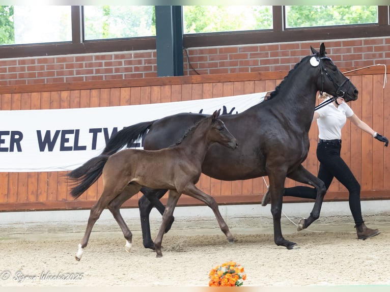 Trakehner Stallone 1 Anno 165 cm Baio scuro in Ganderkesee
