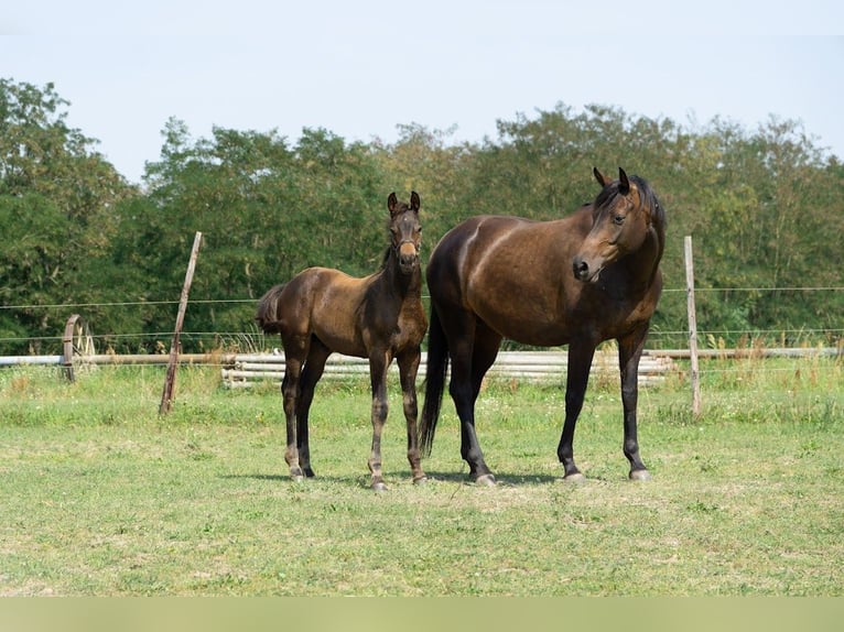 Trakehner Stallone 1 Anno 167 cm Baio scuro in SchwielowseeWerder (Havel)