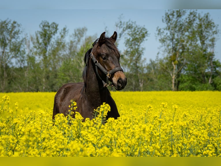 Trakehner Stallone 1 Anno 167 cm Baio scuro in SchwielowseeWerder (Havel)