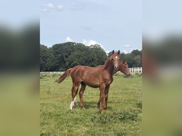 Trakehner Stallone 1 Anno 167 cm Sauro in Bad Oldesloe
