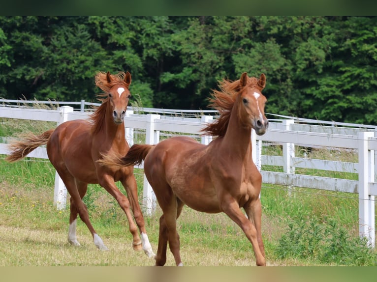 Trakehner Stallone 1 Anno 167 cm Sauro in Bad Oldesloe
