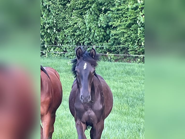 Trakehner Stallone 1 Anno 168 cm Baio nero in Kleve