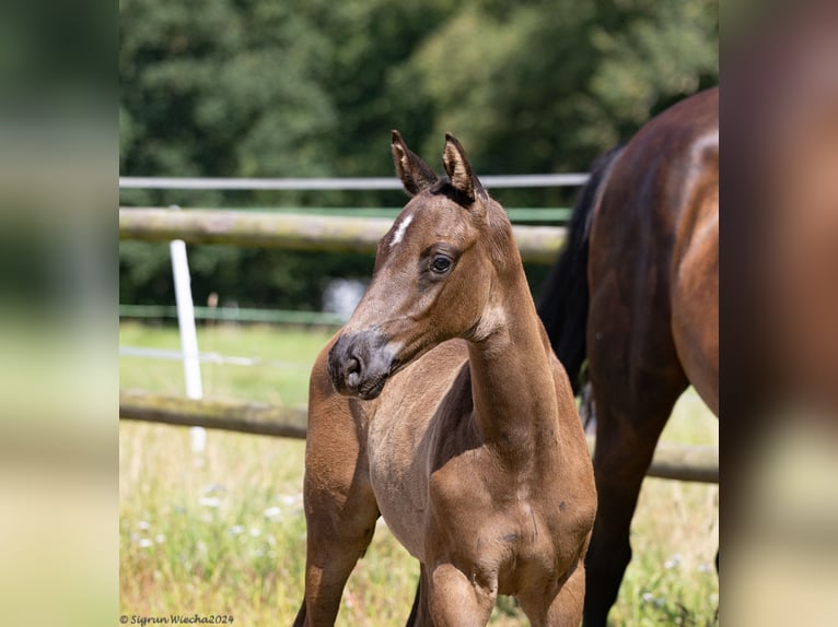 Trakehner Stallone 1 Anno 168 cm Baio nero in Kleve