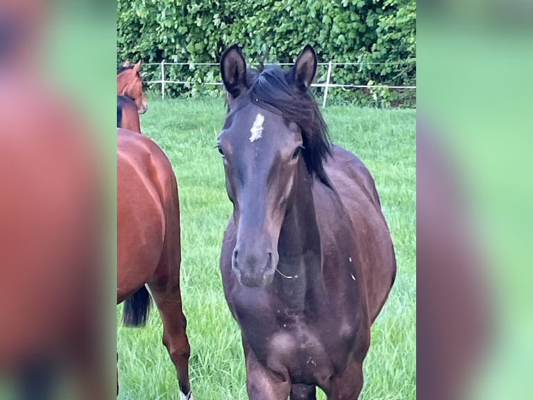 Trakehner Stallone 1 Anno 168 cm Baio nero in Kleve