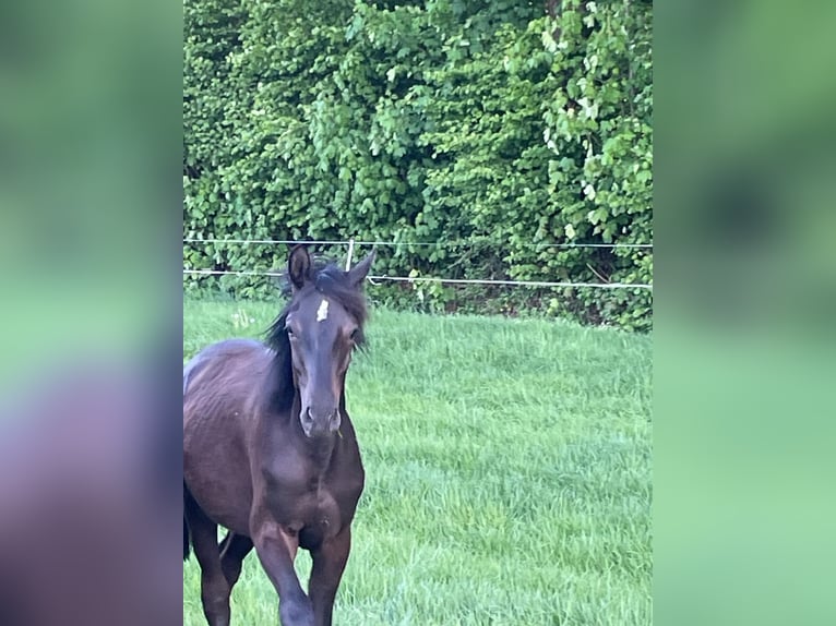Trakehner Stallone 1 Anno 168 cm Baio nero in Kleve