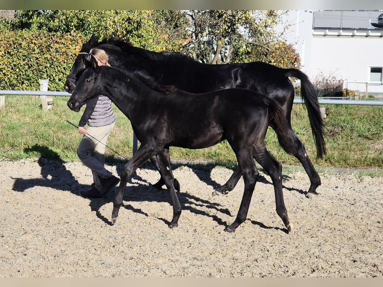 Trakehner Stallone 1 Anno 170 cm Morello in Jahnsdorf/Erzgebirge