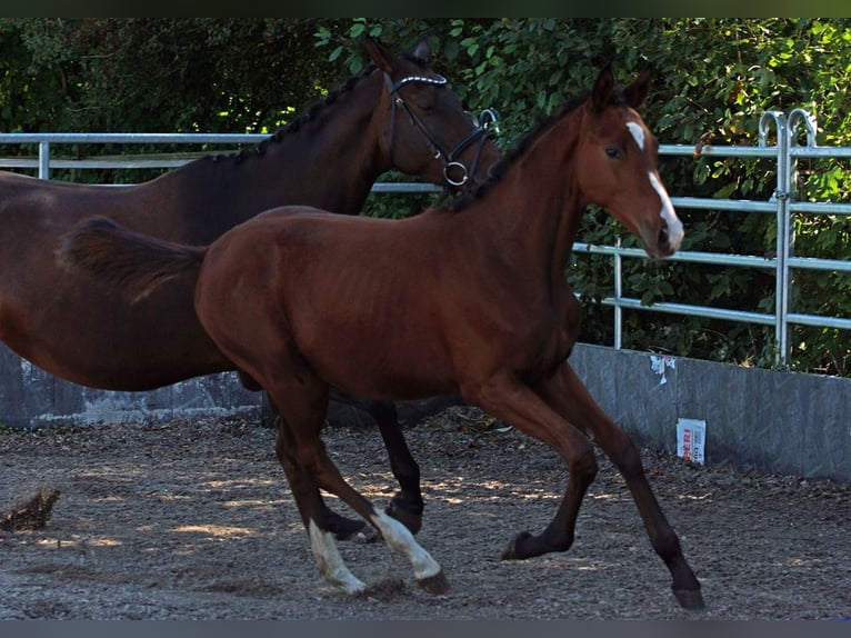 Trakehner Stallone 1 Anno Baio in Günzburg