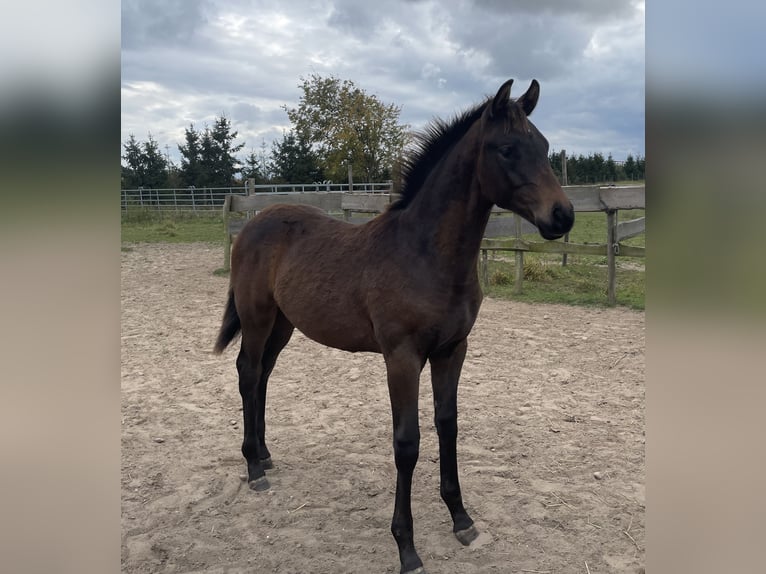 Trakehner Stallone 1 Anno Baio in Werder (Havel)