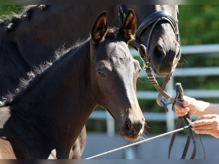 Trakehner Stallone 1 Anno Baio nero in Günzburg