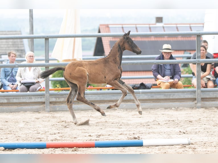 Trakehner Stallone 1 Anno Baio nero in Gussainville