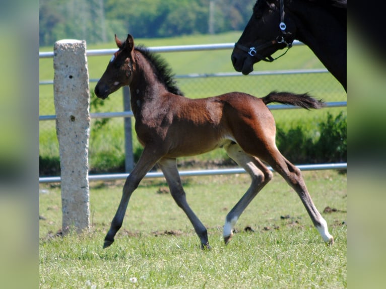 Trakehner Stallone 1 Anno Baio scuro in ZapelCrivitz