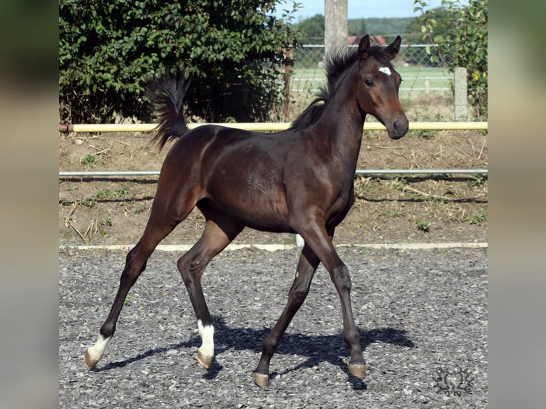 Trakehner Stallone 1 Anno Baio scuro in ZapelCrivitz