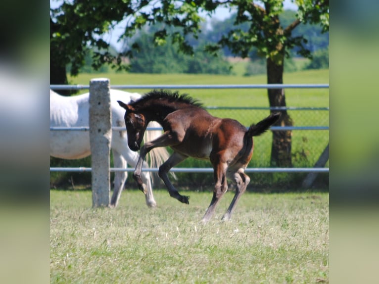 Trakehner Stallone 1 Anno Baio scuro in ZapelCrivitz