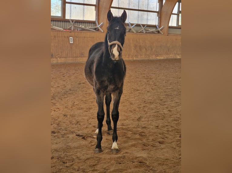 Trakehner Stallone 1 Anno Baio scuro in Majenfelde