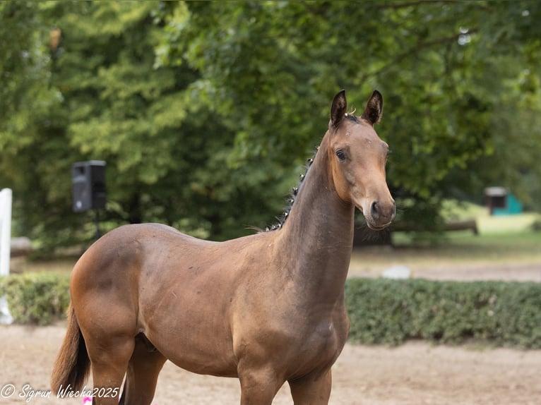 Trakehner Stallone 1 Anno Baio scuro in Harsefeld