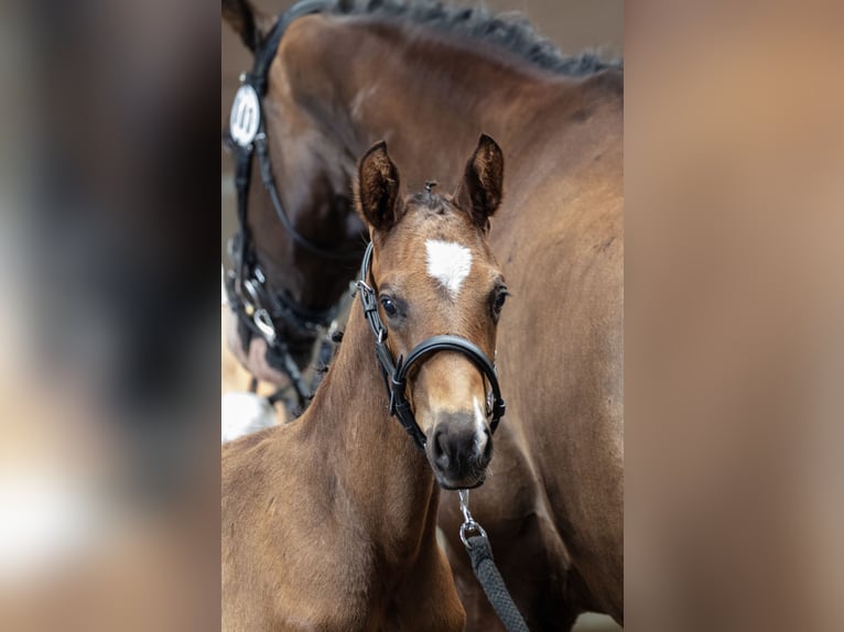 Trakehner Stallone 1 Anno Baio scuro in Houten