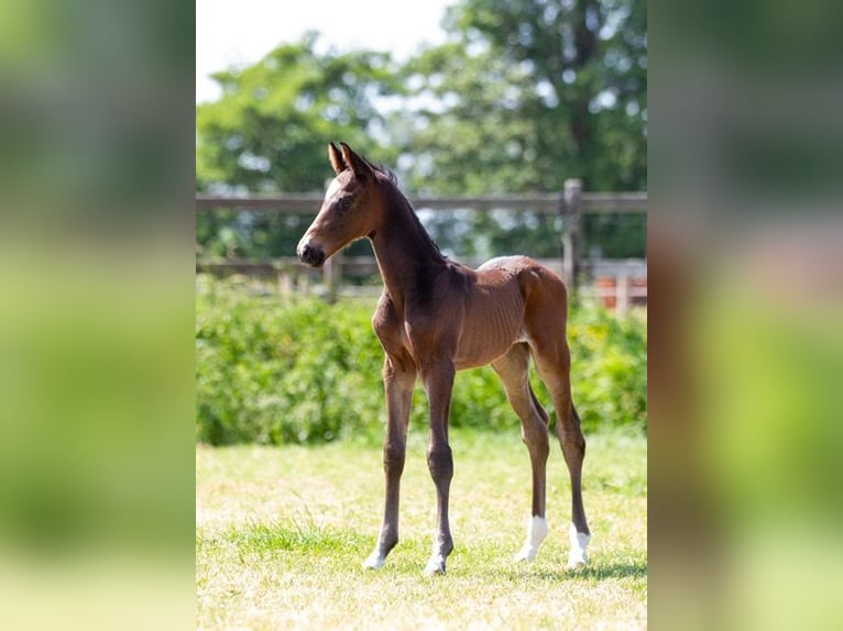 Trakehner Stallone 1 Anno Baio scuro in Houten