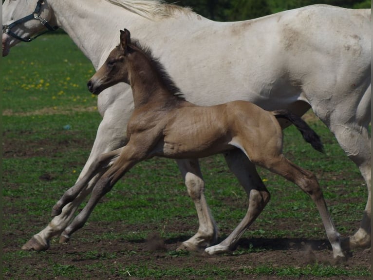 Trakehner Stallone 1 Anno Pelle di daino in RuilaRuila