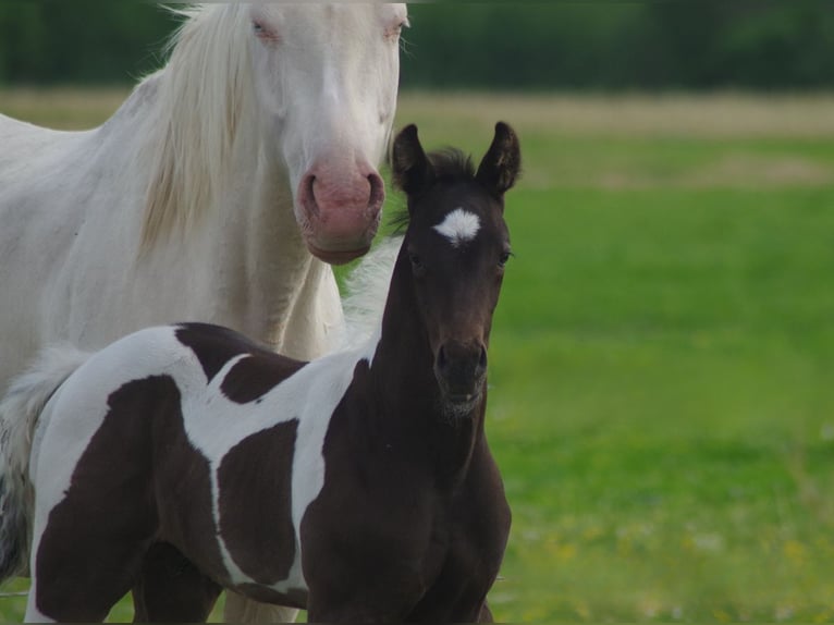 Trakehner Stallone 1 Anno Pezzato in Linn