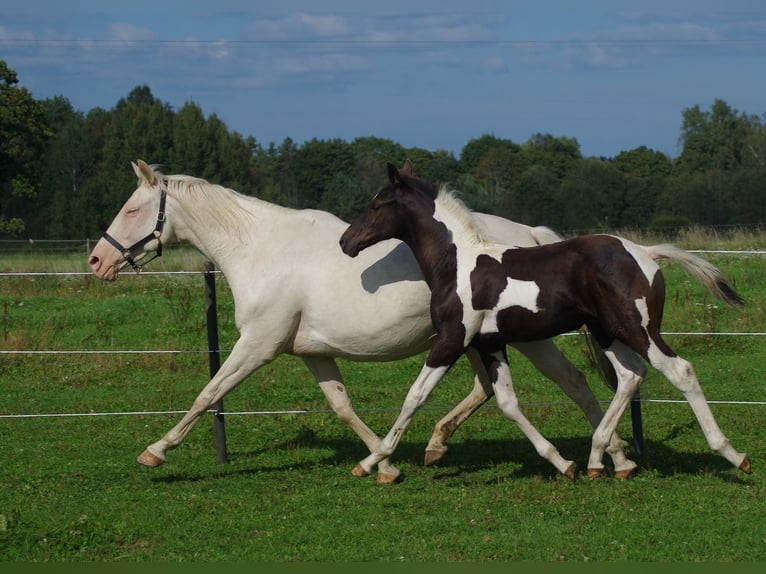 Trakehner Stallone 1 Anno Pezzato in Linn