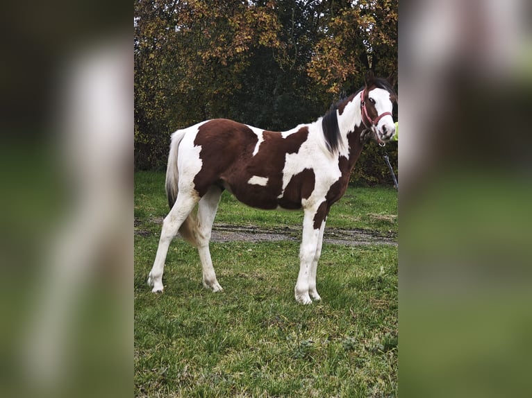 Trakehner Mix Stallone 2 Anni 155 cm Pezzato in Pritzwalk