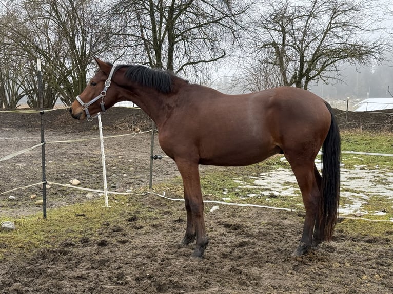Trakehner Stallone 2 Anni 156 cm Baio in Trostberg
