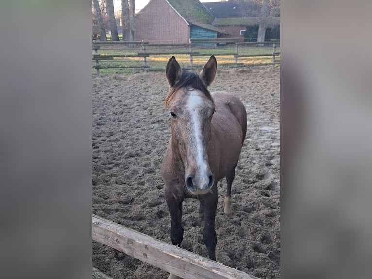 Trakehner Stallone 2 Anni 158 cm Può diventare grigio in Damme