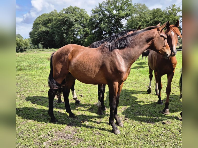 Trakehner Stallone 2 Anni 160 cm Baio scuro in L&#xF6;ningen