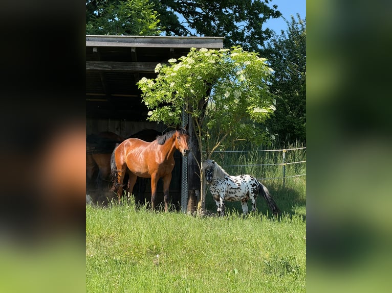 Trakehner Stallone 2 Anni 161 cm Baio in Maitenbeth