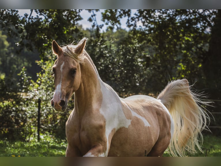Trakehner Stallone 2 Anni 164 cm Pezzato in L&#xFC;dersdorf