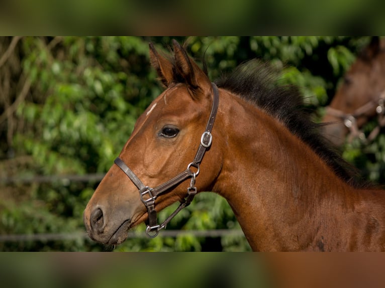 Trakehner Stallone 2 Anni 165 cm Baio in Wandlitz