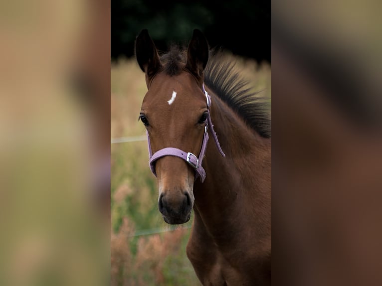 Trakehner Stallone 2 Anni 165 cm Baio in Wandlitz