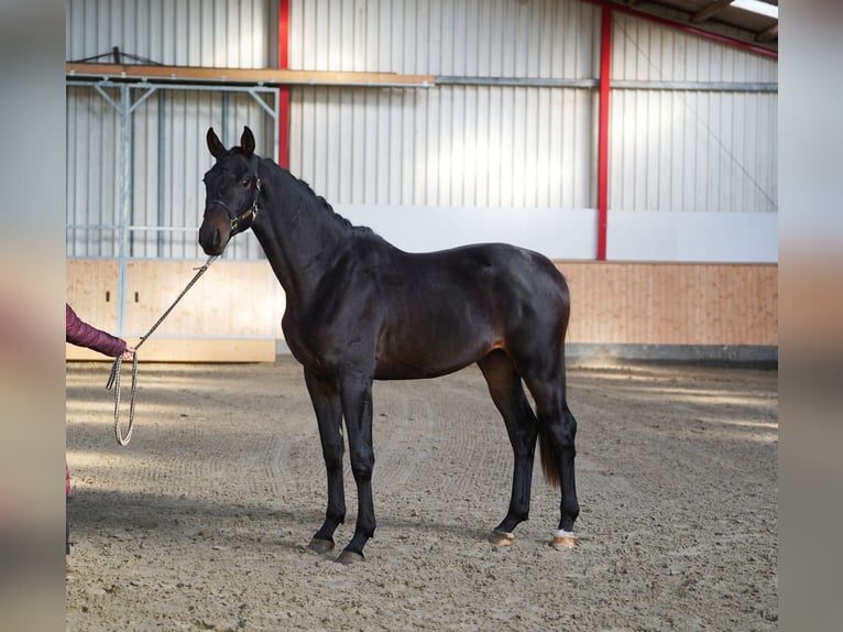 Trakehner Stallone 2 Anni 168 cm Baio nero in Hohenfelde Trakehner Stallone 2 Anni 168 cm Baio nero in Hohenfelde