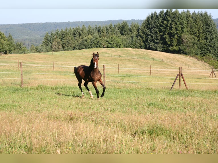 Trakehner Stallone 2 Anni 170 cm Baio in Mürlenbach