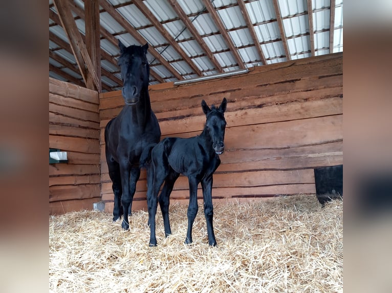 Trakehner Stallone 2 Anni 170 cm Morello in Hüttenberg