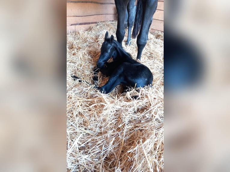 Trakehner Stallone 2 Anni 170 cm Morello in Hüttenberg