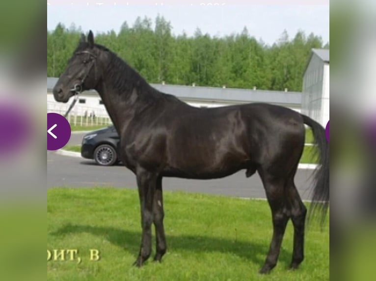 Trakehner Stallone 2 Anni 170 cm Sauro in Landshut